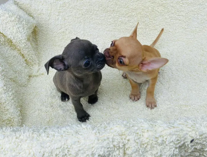 Filhotes chihuahua 