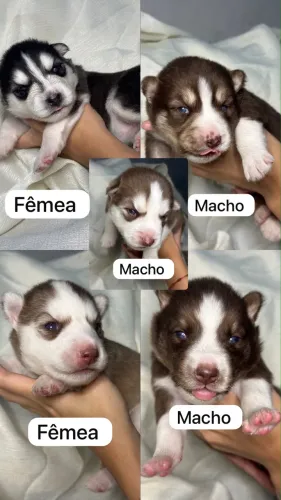 Filhote de husky siberiano 