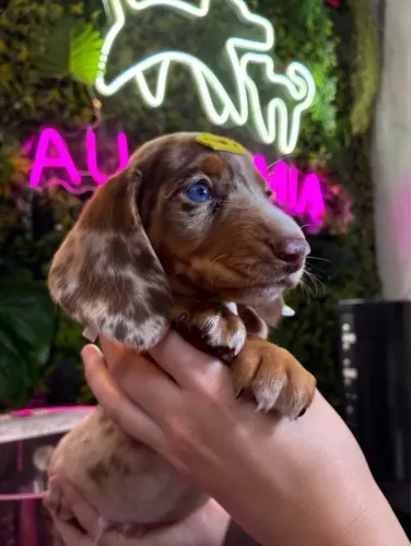 Dachshund Arlequim choco ! Lindo 