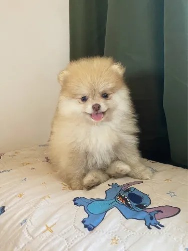 Vendo filhote de Spitz alemão macho já com a primeira dose da vacina