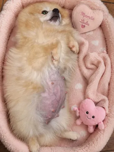 Lulu da pomerania disponível pra reserva mais informações wpp da descrição 