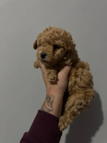 Poodle Toy - Vendas - Macho e Fêmea 