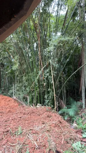 Bambu verde gigante