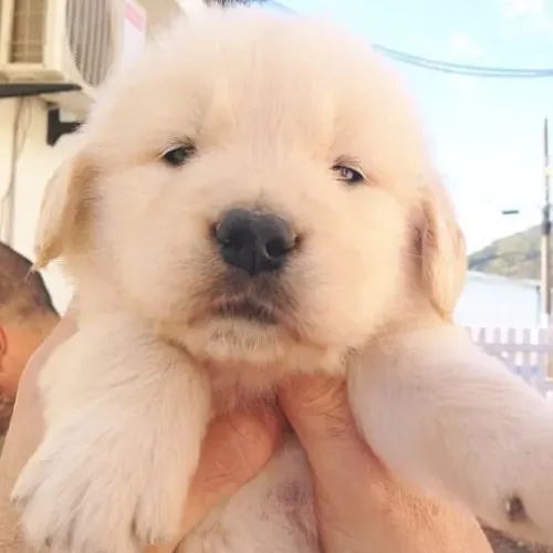 Golden o melhor bloco e o dos filhotes