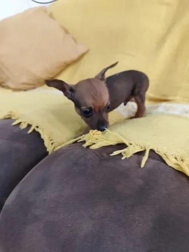Pinscher Zero Canil Especializado 
