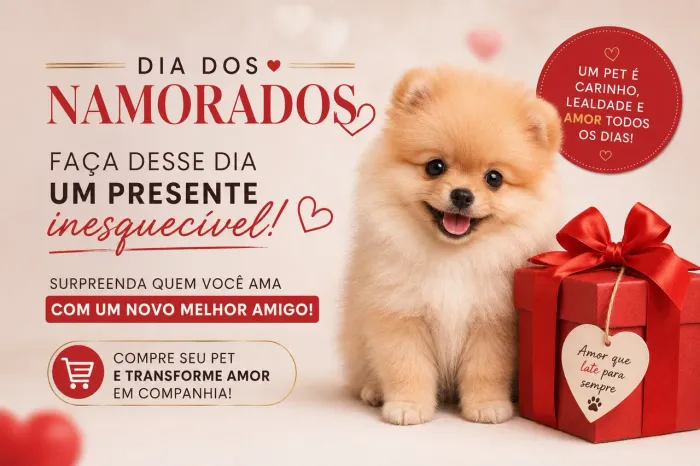 Spitz alemão anão (Lulu da pomerania) puros