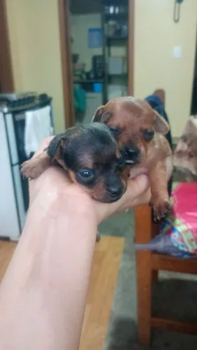 Pinscher