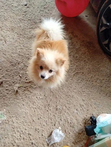 Spitz alemão 