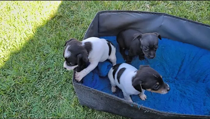 Filhotes pinscher