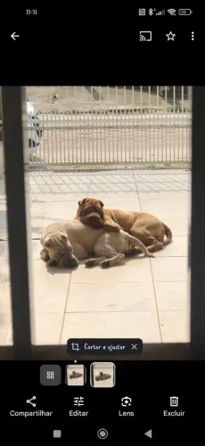 Vendo fêmea prenhe de sharpei e macho