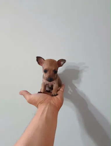 Pinscher fêmea micro