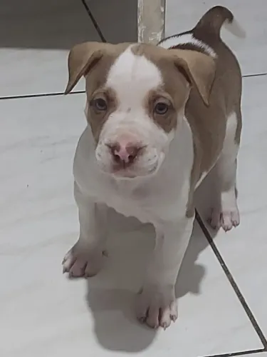 American bully standard fêmea,Somos de Bangu RJ. Zap *