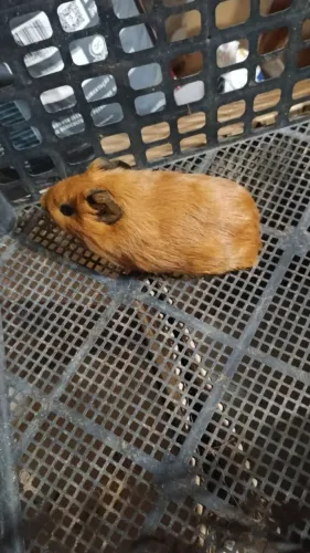 Casal de Porquinho da índia