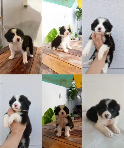 Filhotes de Border Collie 