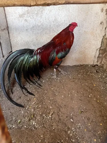 Galo fenix com indio