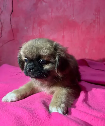 Vendo Filhote de Pequinês 