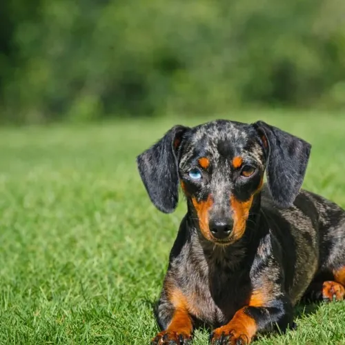 Dachshund kaninchen Arlequim fêmea com heterocromia oportunidade única 