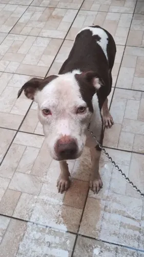 Pitbull macho