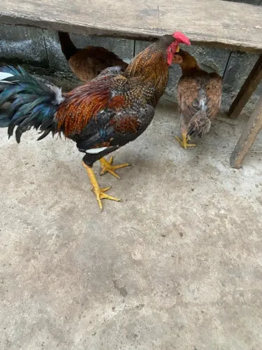 Frangos
