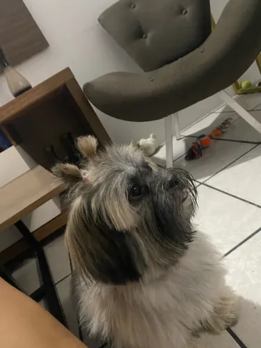 Vendo essa cachorra shitzul
