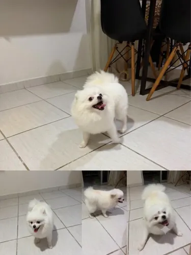 Sptiz (Lulu da Pomerania 2kg) Fêmea com CBKC e vacinada 