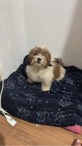 Filhote fêmea de lhasa