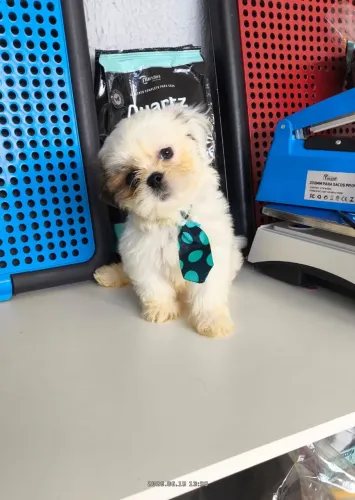 shih-tzu macho 