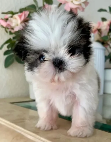 Filhotes de Shih Tzu | Fofura que impressiona.