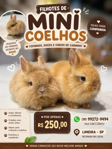 VENDO FILHOTES MINI COELHOS