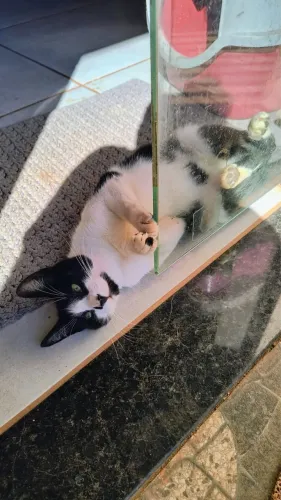Gatinha Fêmea Filhote - Pequeno Porte - Castrada 