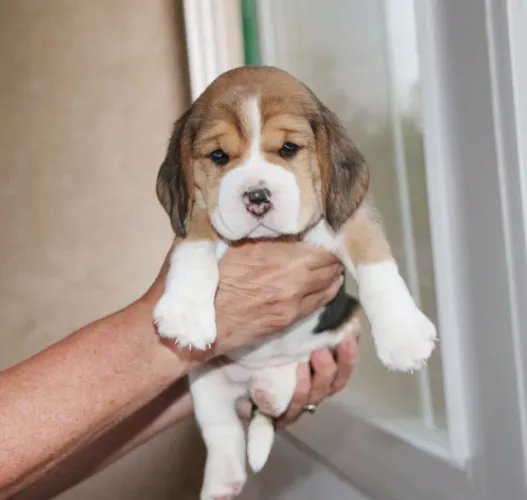 Beagle fêmea a pronta entrega - suporte pós vendas