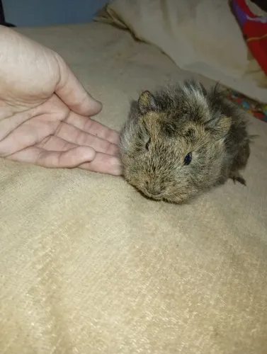 vendo dois porquinhos da índia macho