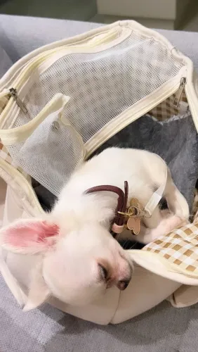 Filhote de Chihuahua Fêmea (Porte Micro) - Cor Vanilla, com Pedigree