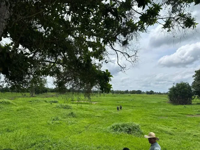 FAZENDA À VENDA | CAREIRO DA VÁRZEA CURARI