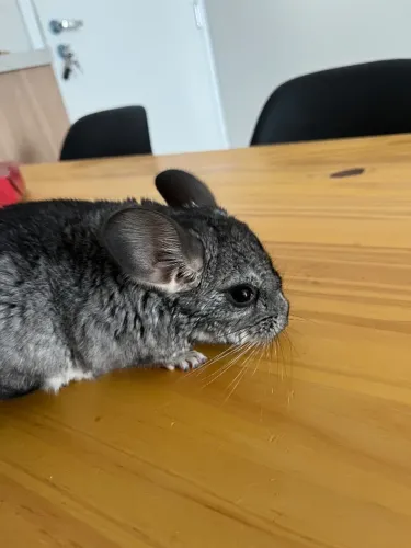 Chinchila 2 MACHO 3 meses