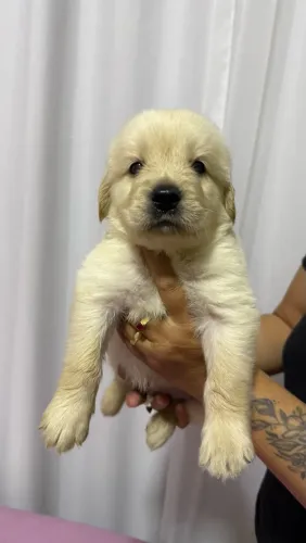 Golden Retriever