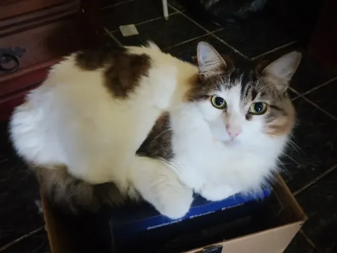 Gata castrada de um ano e meio disponível para adoção responsável 