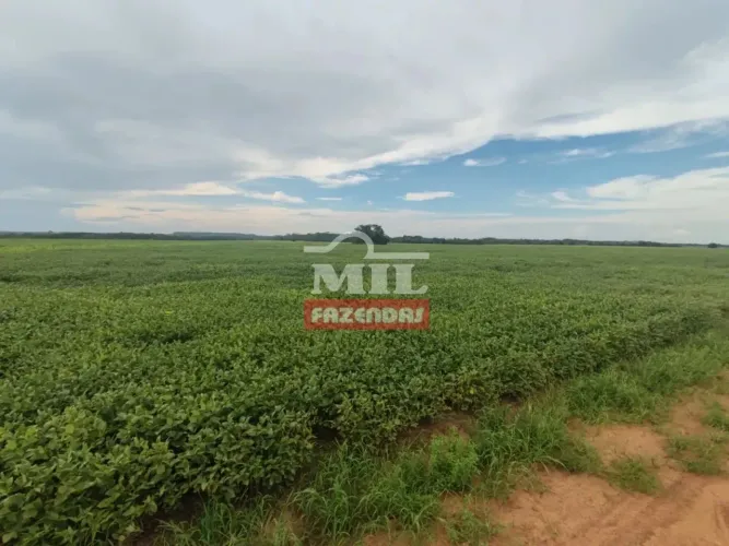 Fazenda 345 Alqueires (1.670 Hectares) Barra do Ouro TO