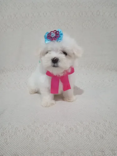 Maltês fêmea