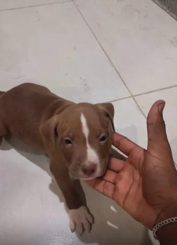 Filhote de pitbul