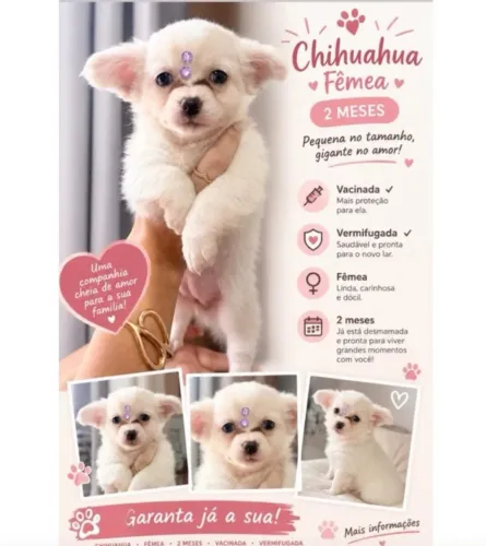 Chihuahua lindos filhotes