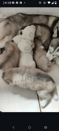 Husky siberiano FILHOTES PUROS 