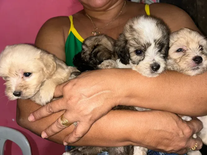 Cachorros