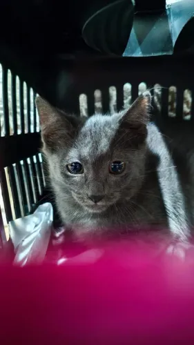 Gatinhos filhotes doação responsável
