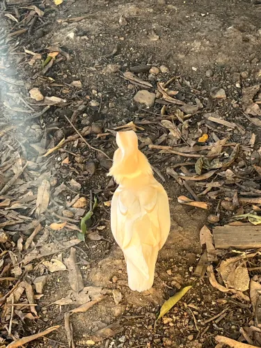 Marreco mandarim branco