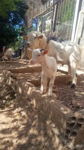 Mini cabra ( leiam o anúncio por gentileza)