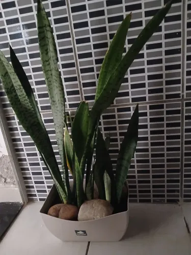 Jarro com planta espada de São Jorge 