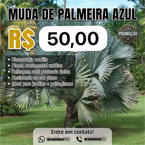Muda Palmeira Azul