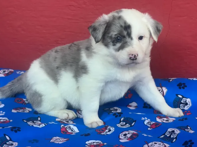 Blue Merle. Fêmea Border com Pedigree 