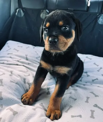 Rottweiler O filhote ideal para quem busca um amigo fiel